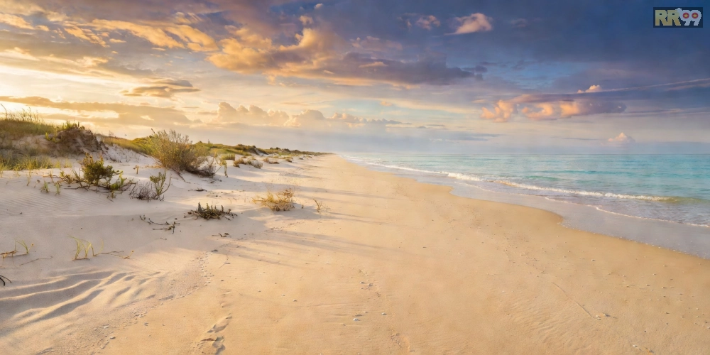 Ảnh trực tiếp trận đấu đá gà quốc tế rr99 trên SV388 với giao diện cá cược rõ nét và tỷ lệ kèo hấp dẫn